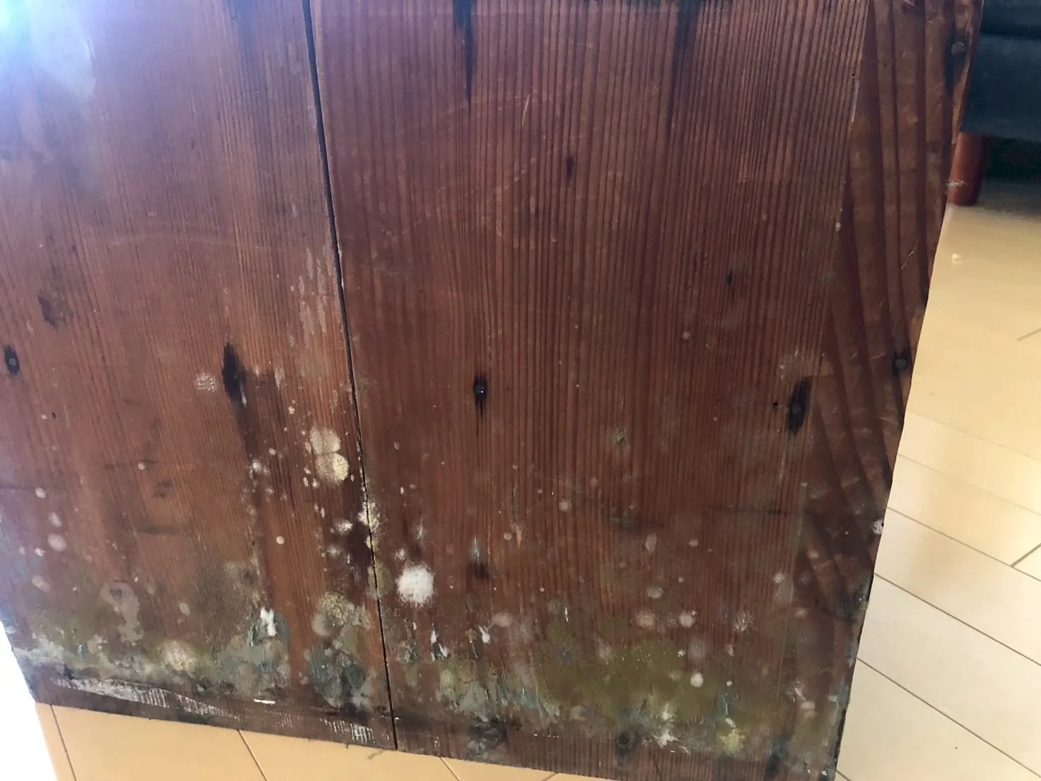 【仏壇・仏間のカビ】放置は危険！黒カビ・白カビが広がる理由と正しい対処法を専門家が解説