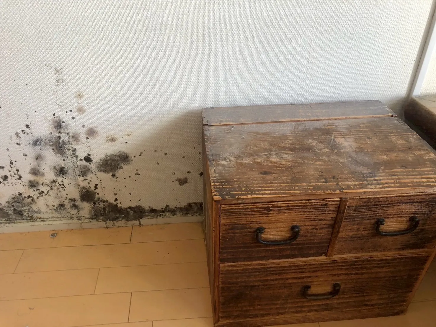 【帰省した実家がカビ臭い…】親の健康・子どもの体調が心配な方へ｜原因と今すぐできる対策を専門業者が解説