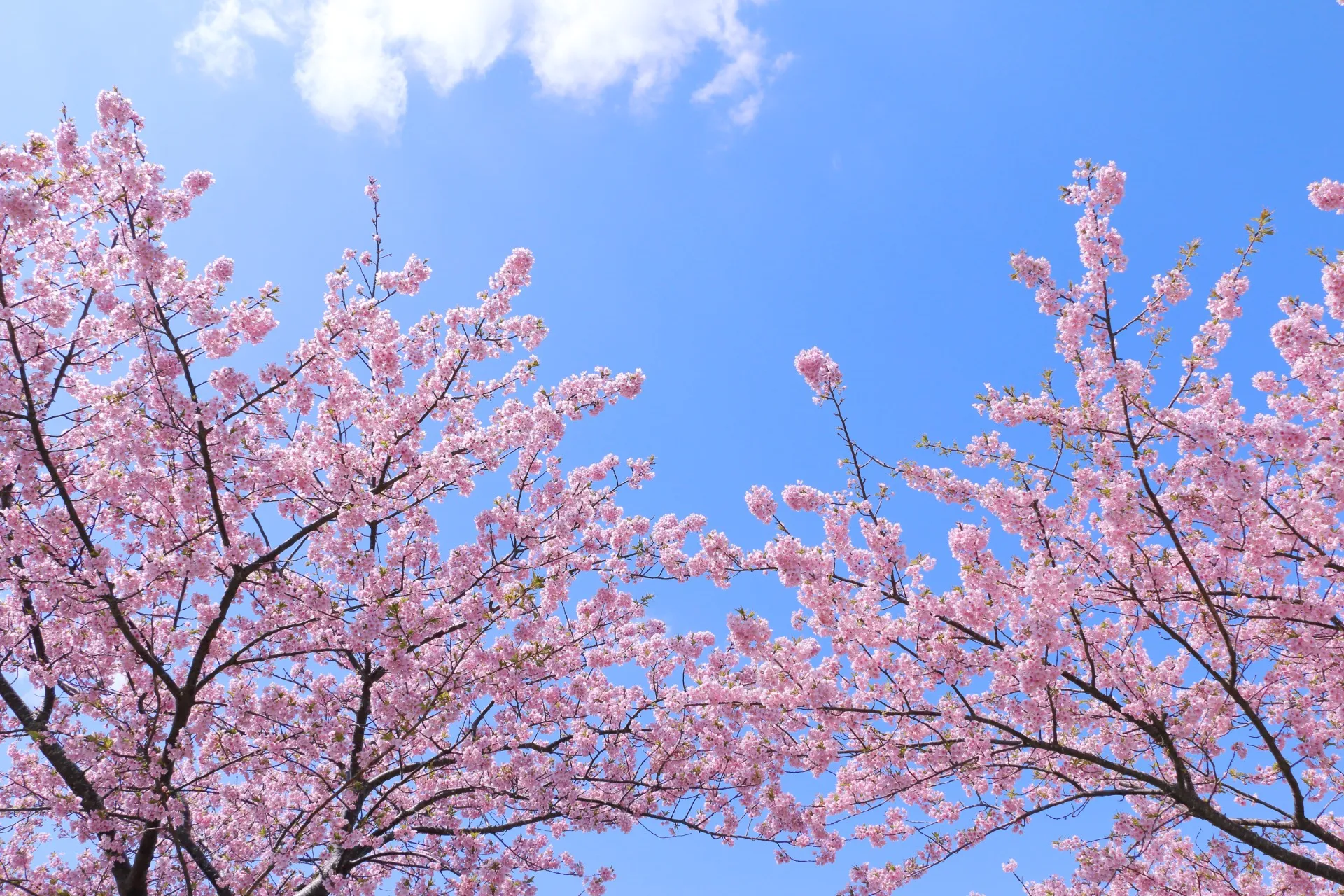 春のカビ発見は「冬の遺産」が原因？気温15℃で活動活発化！プロが教える根本原因と広域対応の解決策